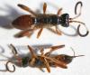Pleolophus brachypterus